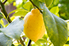 Zitronen bei Popotnik